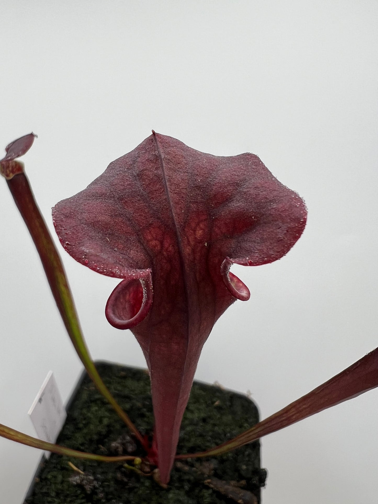 Sarracenia flava var. rubricorpora x “Strawberry Milkshake” - Seed Grown #6