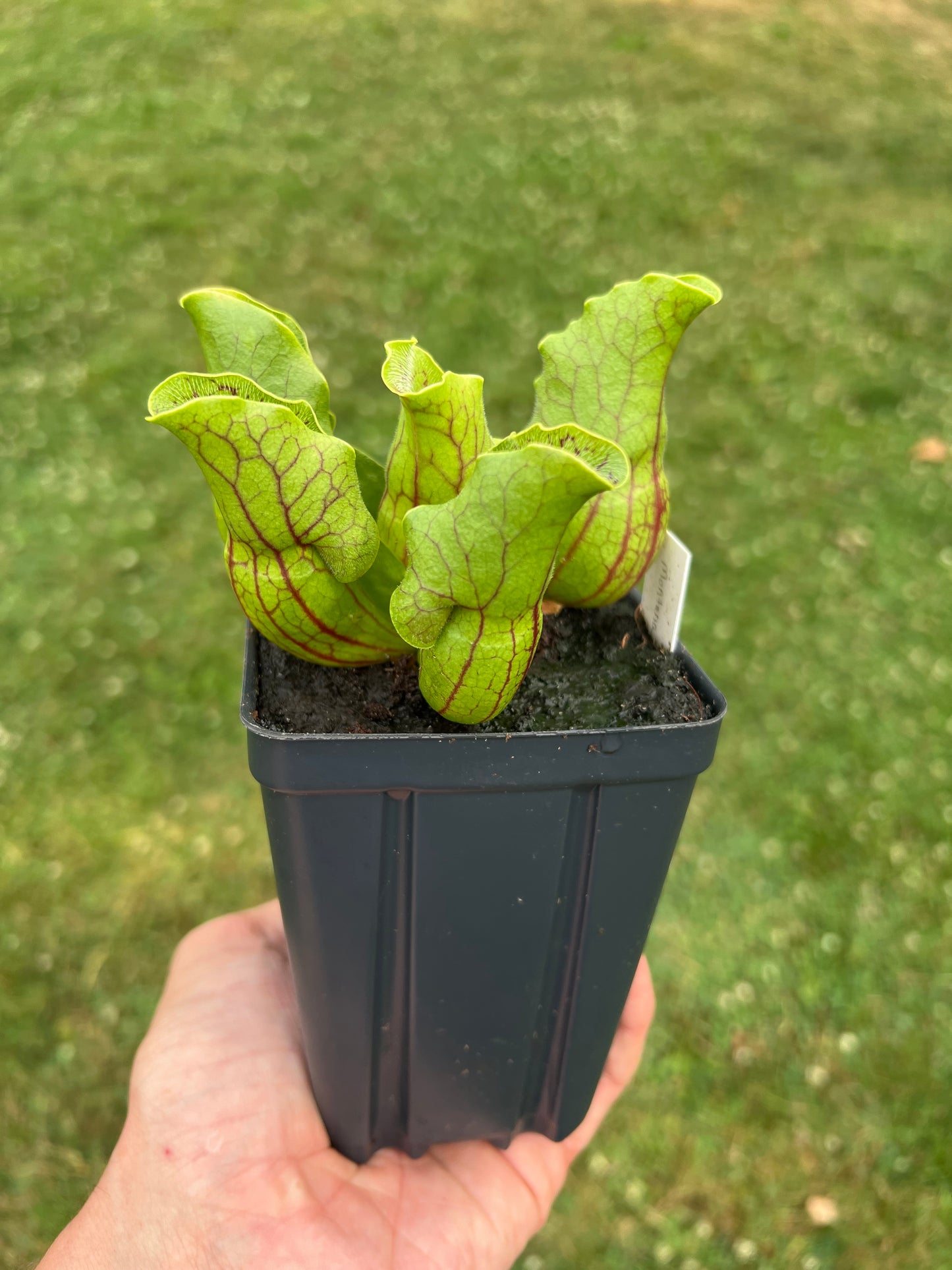 Sarracenia purpurea var. montana (Transylvania Co, NC)