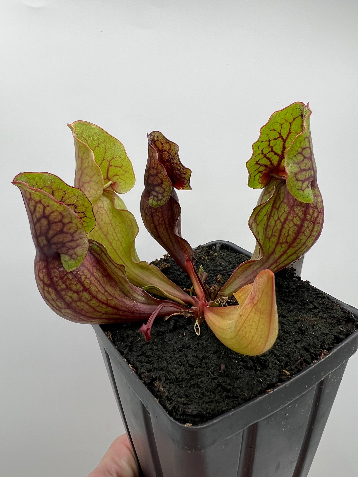 Sarracenia purpurea ssp. purpurea (Norfolk Co, MA) x (Bruce Co, Ontario Canada) - Seed Grown #4