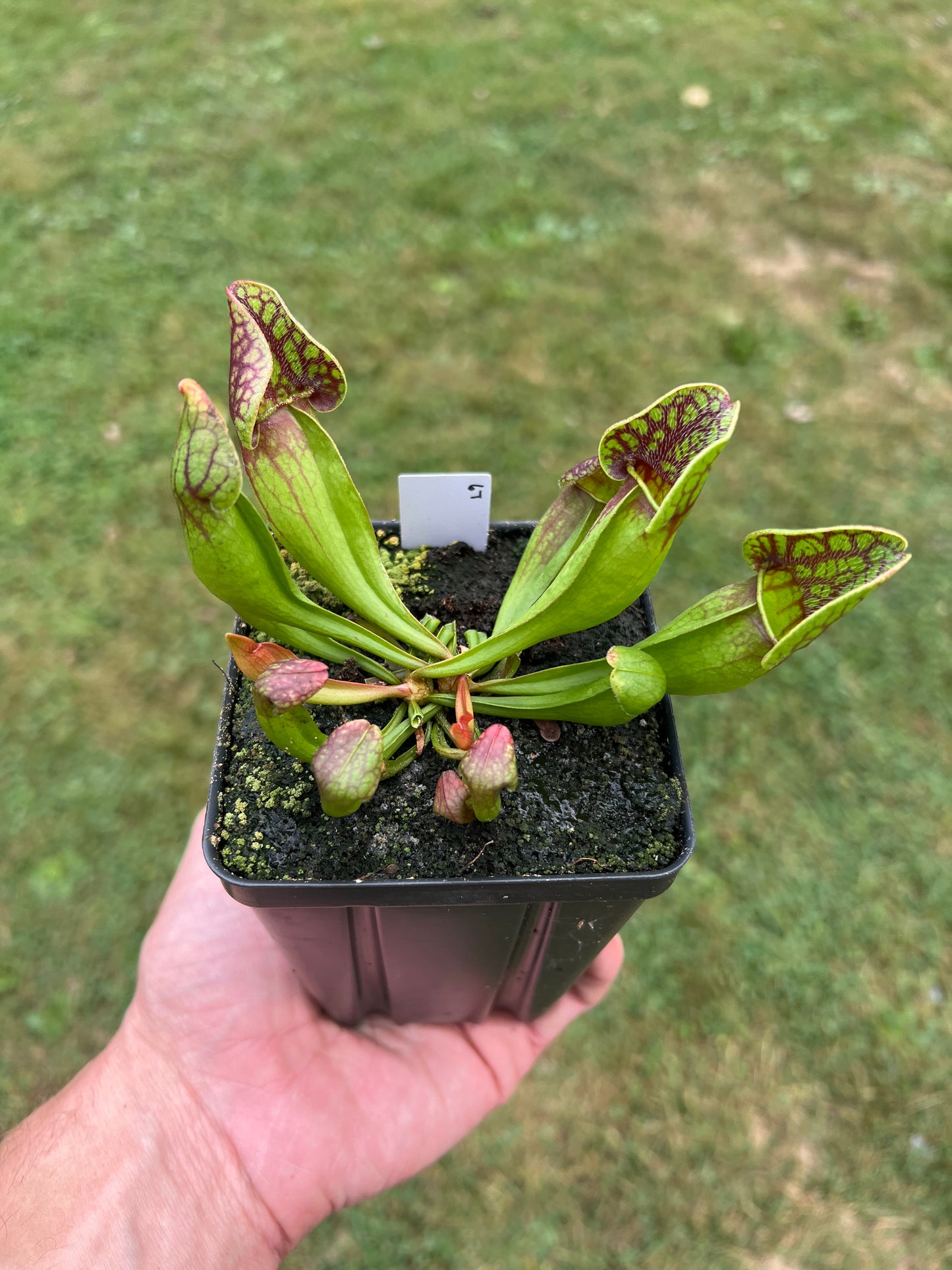 Sarracenia purpurea ssp. purpurea (Centre Co, PA) - Seed Grown #67