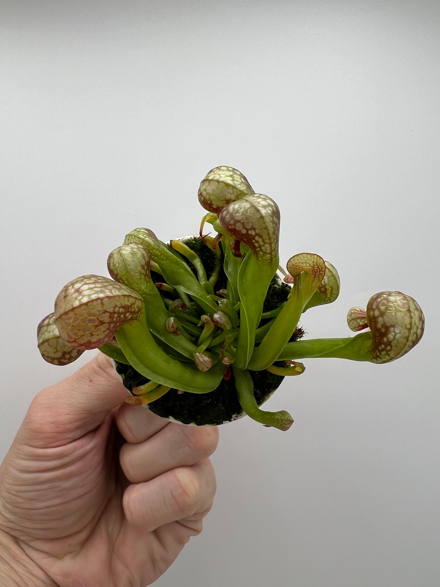 Darlingtonia californica (Cobra Pitcher Plant) - Seed Grown #62