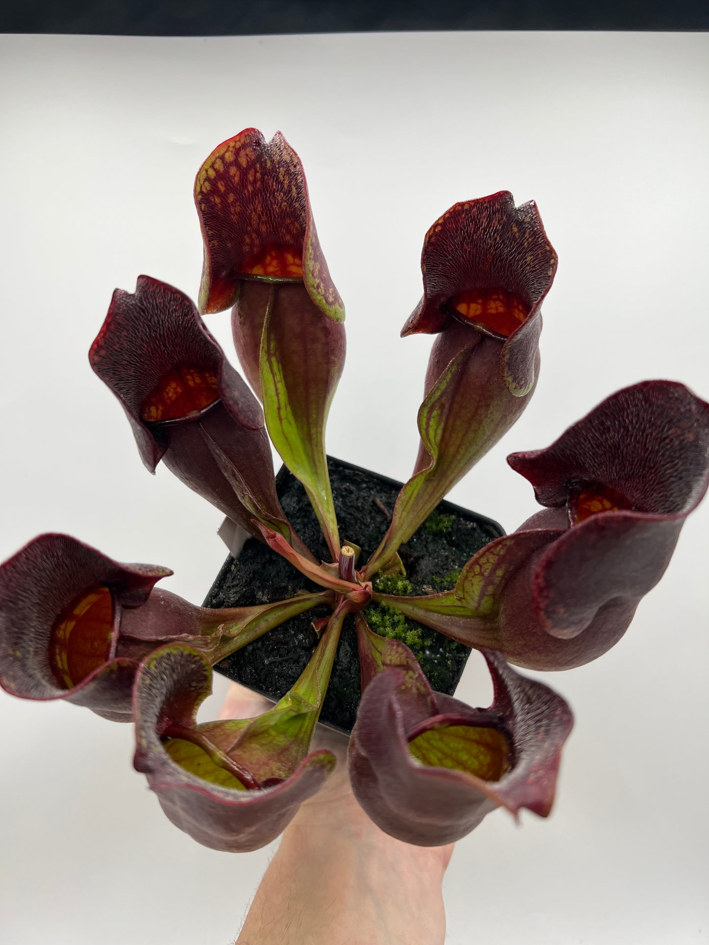 Sarracenia purpurea ssp. purpurea (Centre Co, PA) - Seed Grown #57