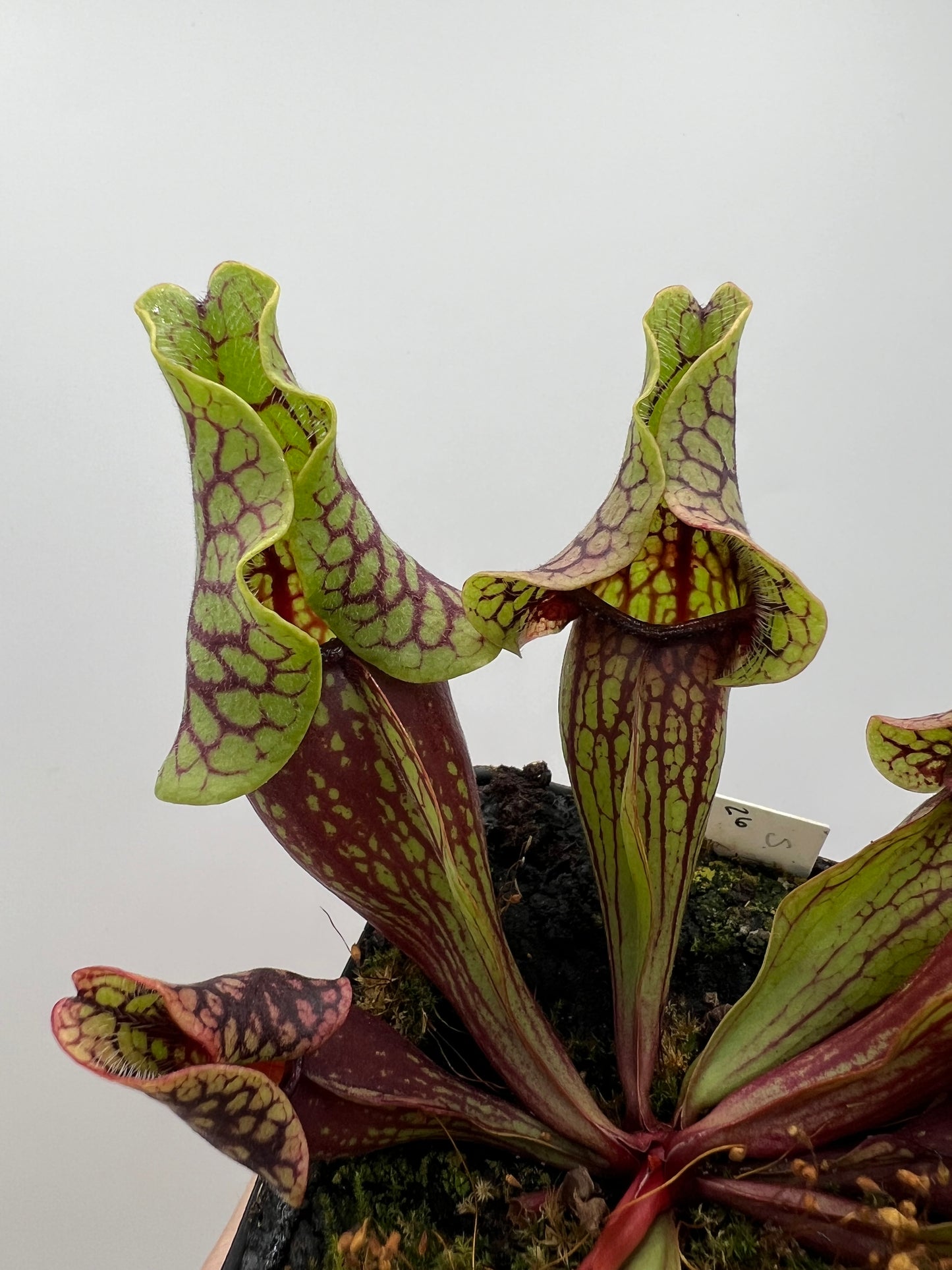 Sarracenia purpurea ssp. venosa “Little Carnivores” - Seed Grown #26