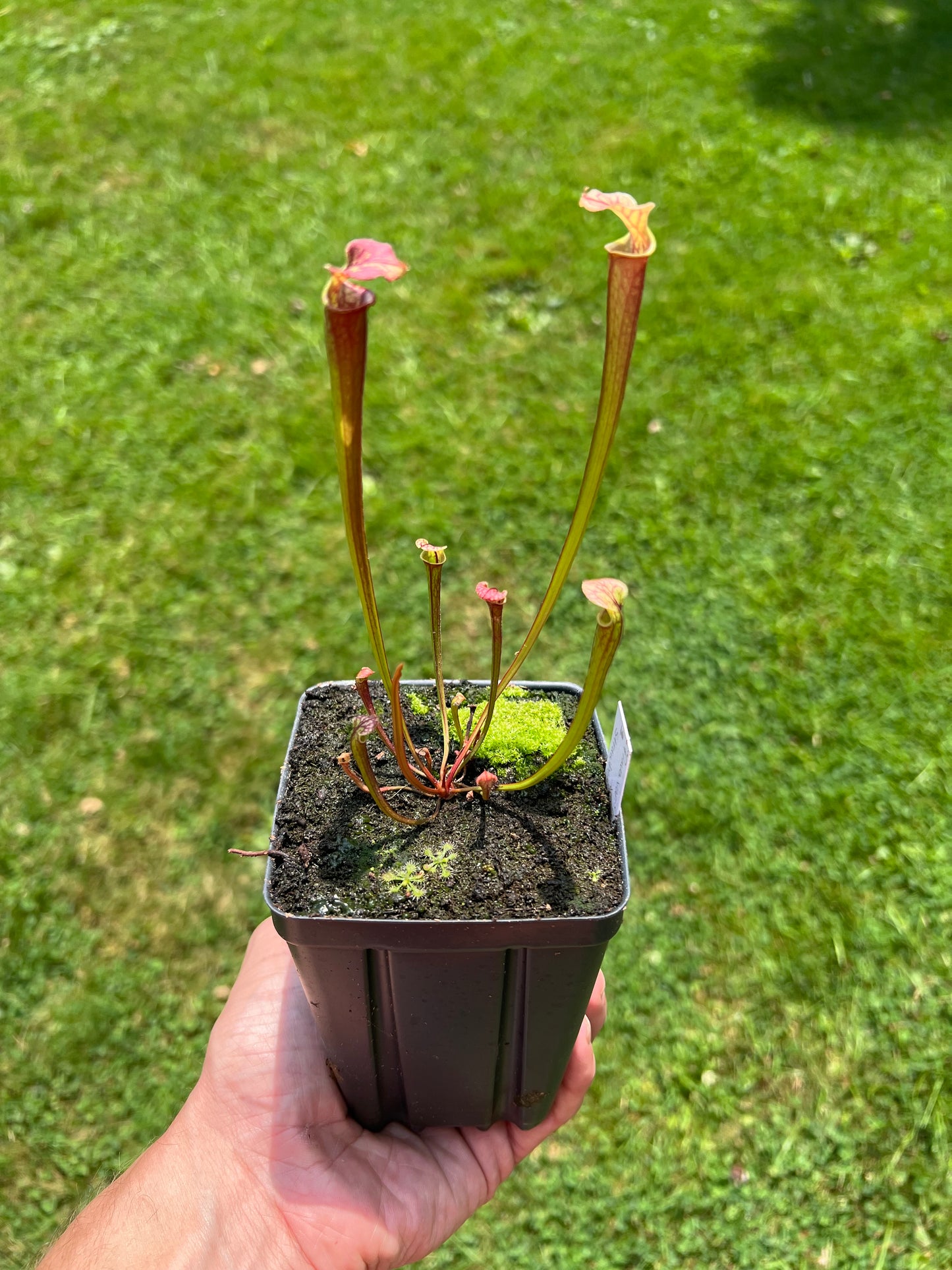 Sarracenia flava var. rubricorpora x “Strawberry Milkshake” - Seed Grown #1