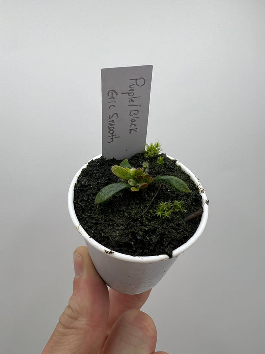 Cephalotus follicularis “Purple/Black” - Eric Smooth