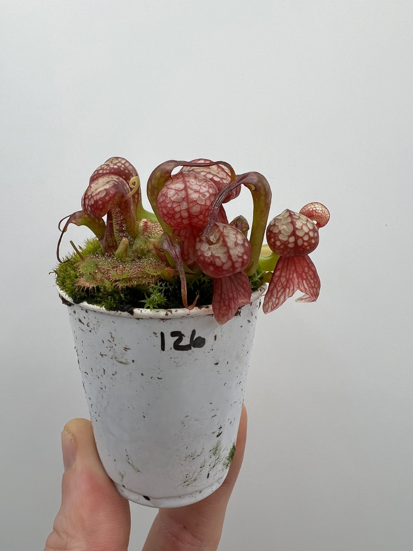 Darlingtonia californica (Cobra Pitcher Plant) - Seed Grown #126