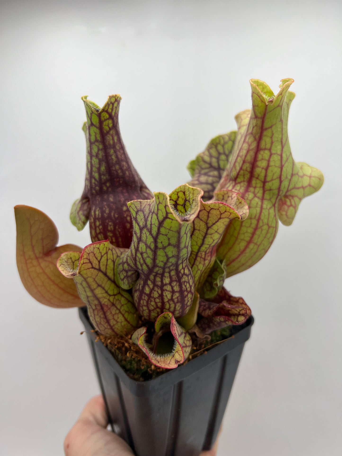 Sarracenia purpurea ssp. venosa “Little Carnivores” - Seed Grown #20