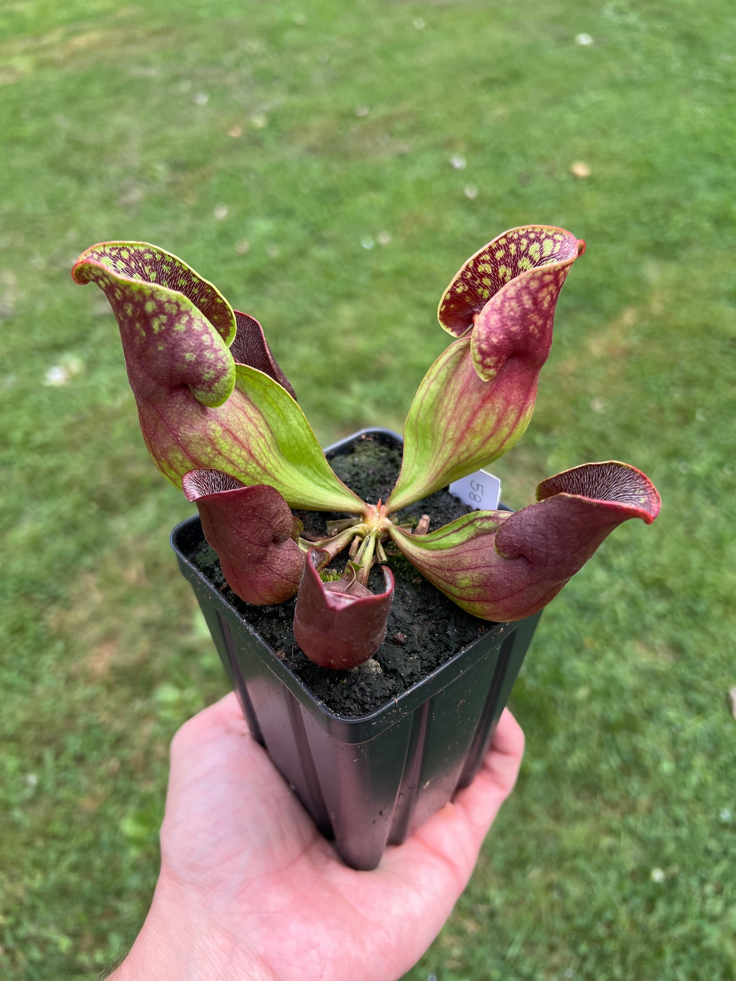 Sarracenia purpurea ssp. purpurea (Centre Co, PA) - Seed Grown #58