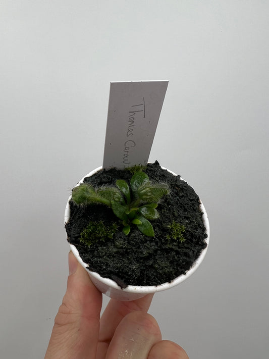 Cephalotus follicularis “Thomas Carow”