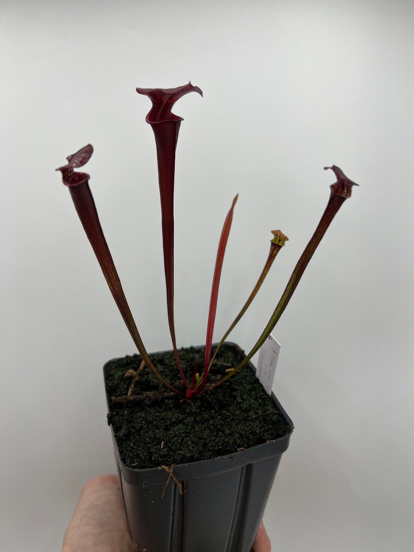 Sarracenia flava var. rubricorpora x “Strawberry Milkshake” - Seed Grown #6