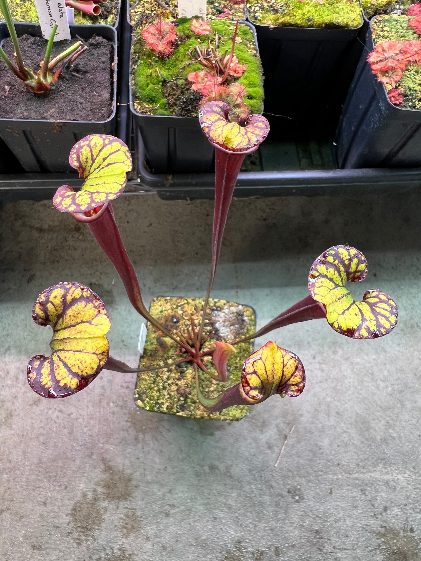 Sarracenia flava var. rubricorpora (Liberty Co, FL) - Seed Grown #8