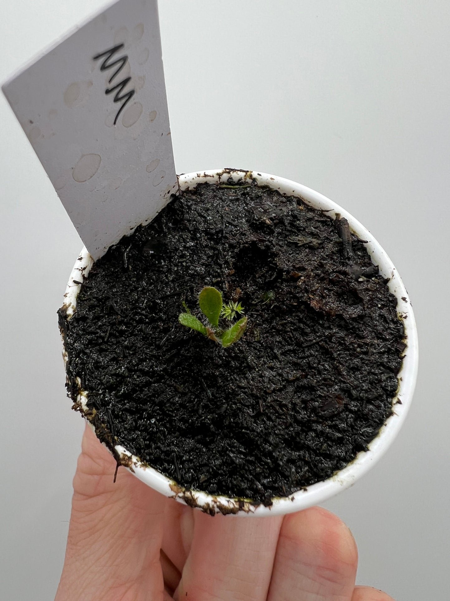 Cephalotus follicularis “Mighty Midget”