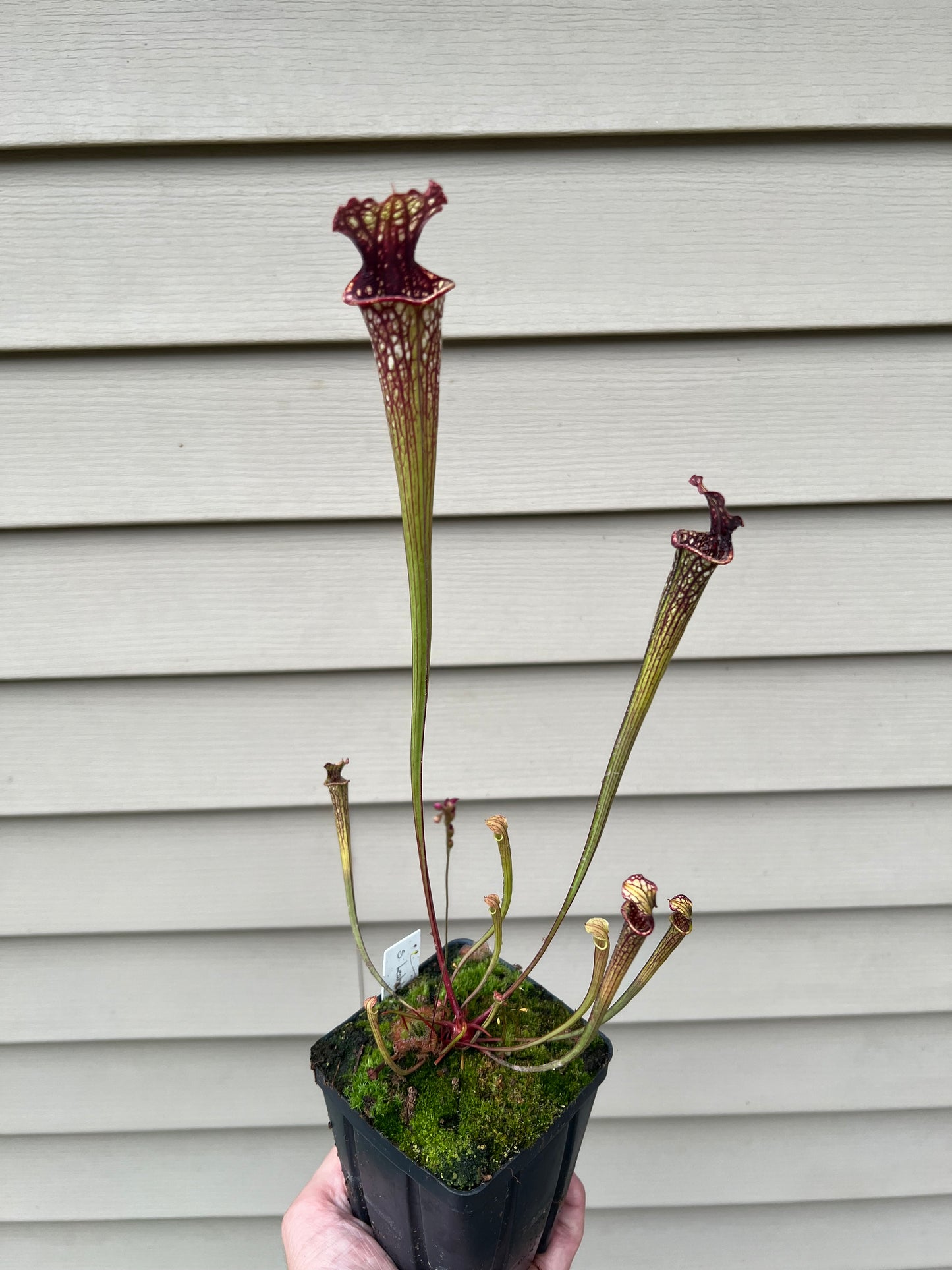 Sarracenia ‘Leah Wilkerson’ x ‘Leviathan’ - Seed Grown #6