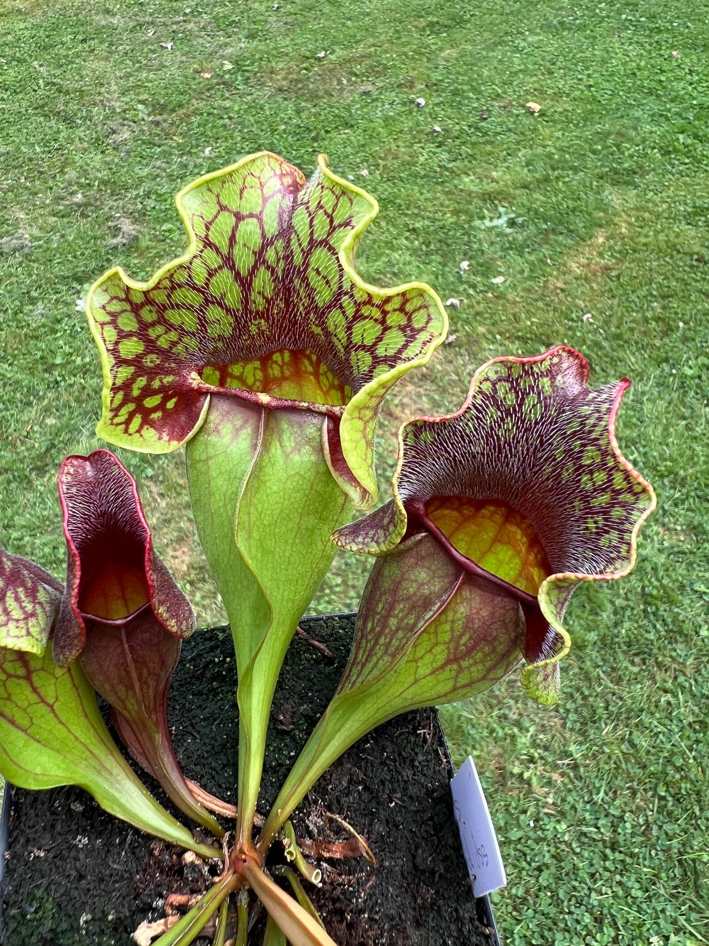 Sarracenia purpurea ssp. purpurea “Special”