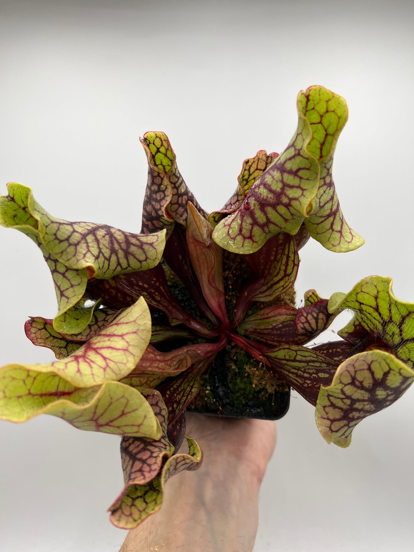 Sarracenia purpurea ssp. venosa “Little Carnivores” - Seed Grown #26