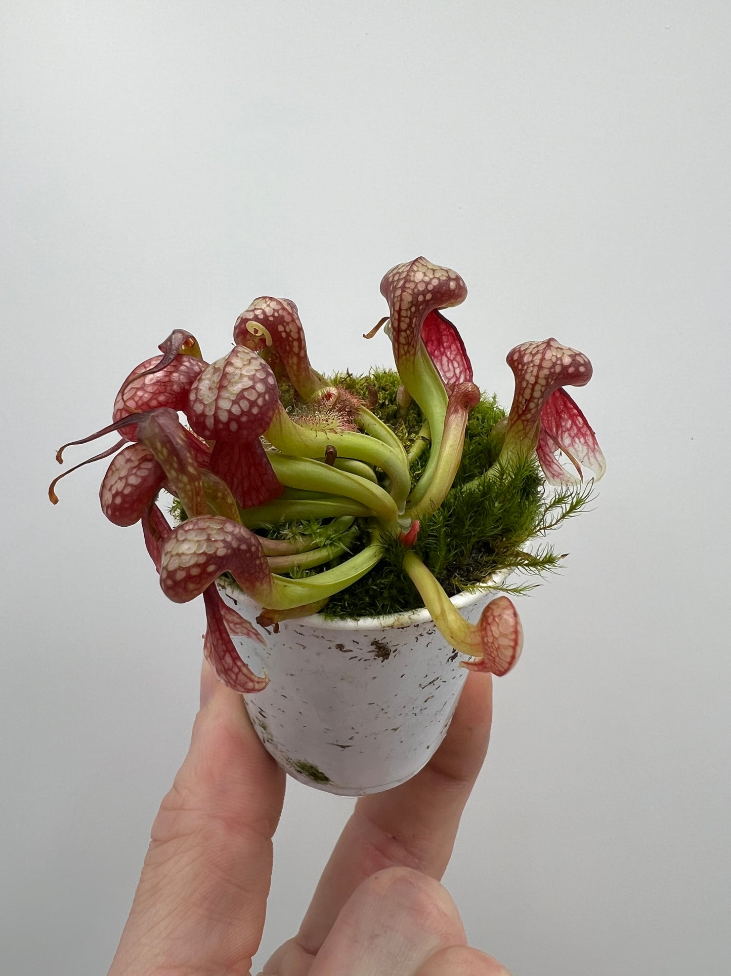 Darlingtonia californica (Cobra Pitcher Plant) - Seed Grown #126