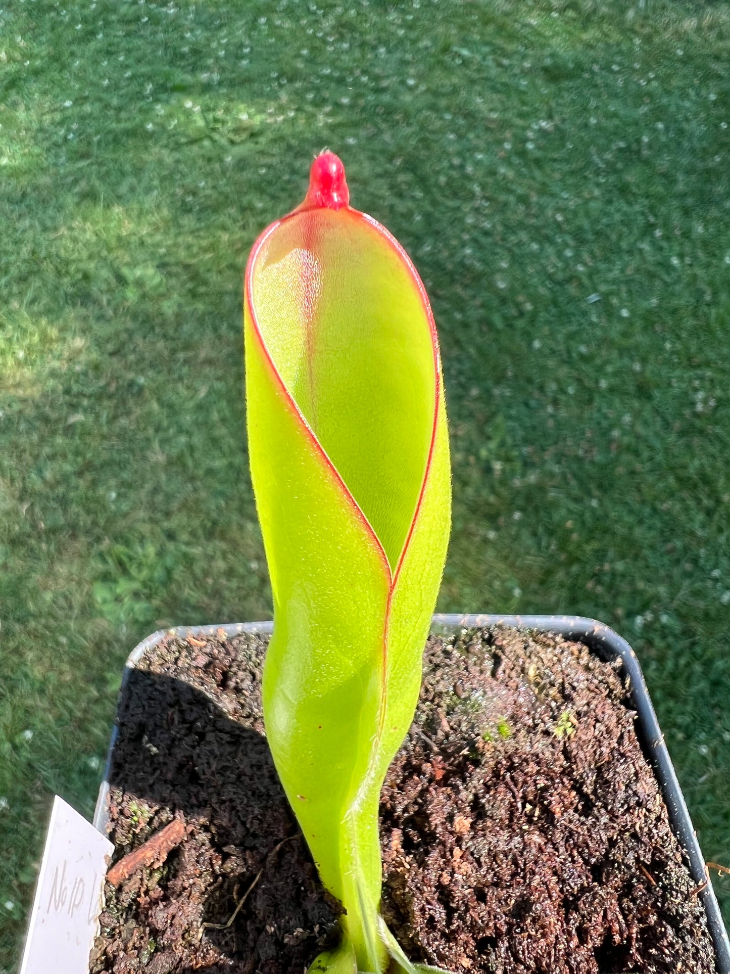 Heliamphora - No ID (lost tag)