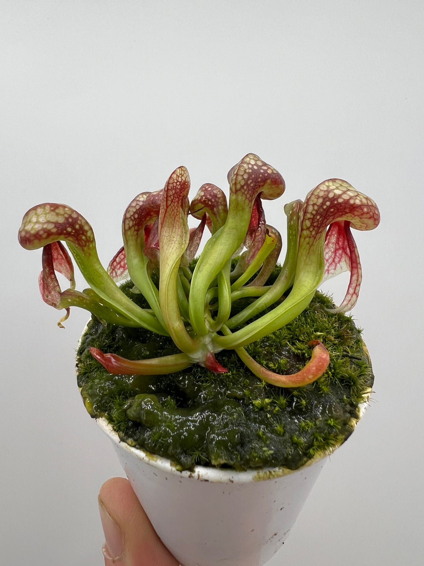 Darlingtonia californica (Cobra Pitcher Plant) - Seed Grown #78