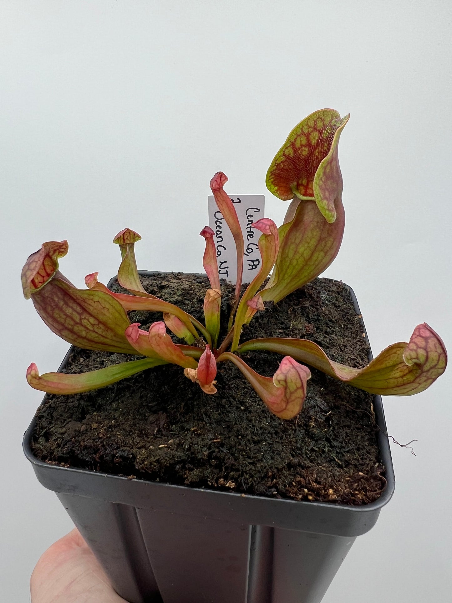 Sarracenia purpurea ssp. purpurea (Centre Co, PA) x (Ocean Co, NJ) - Seed Grown #2