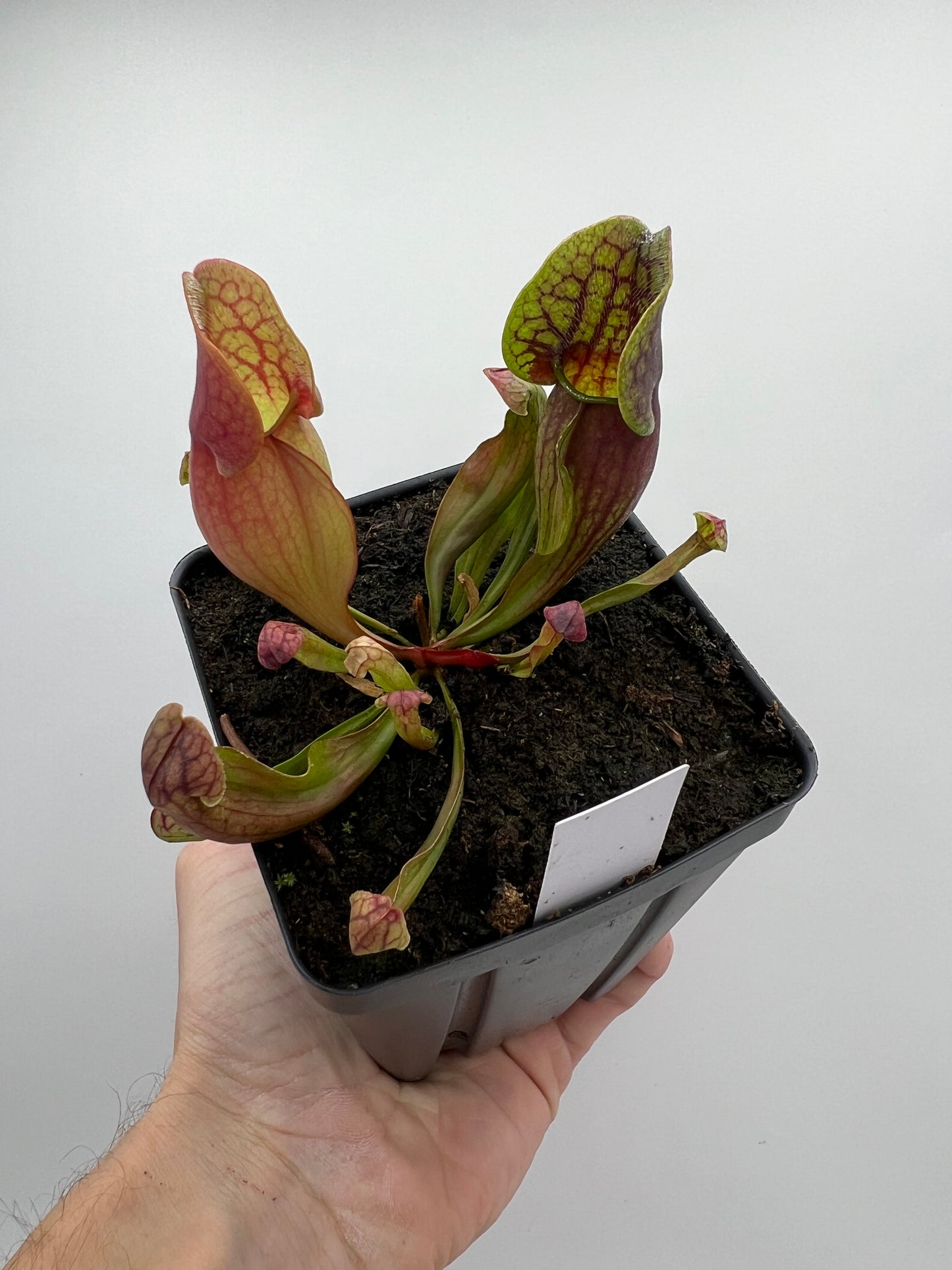 Sarracenia purpurea ssp. purpurea (Centre Co, PA) x (Ocean Co, NJ) - Seed Grown #1