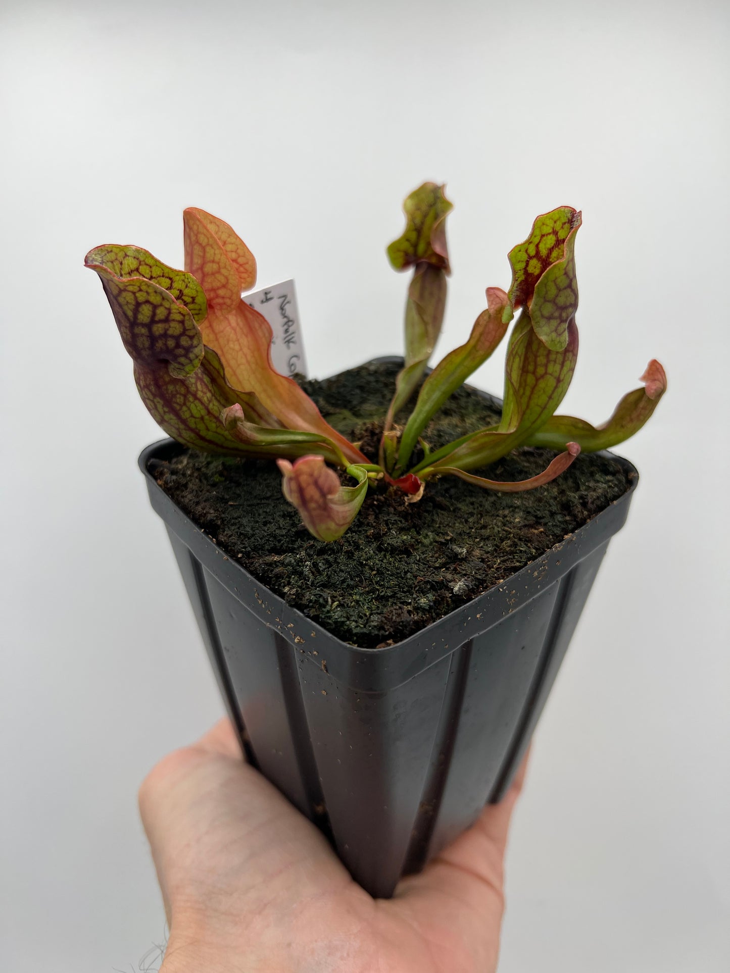 Sarracenia purpurea ssp. purpurea (Norfolk Co, MA) x (Bruce Co, Ontario Canada) - Seed Grown #4