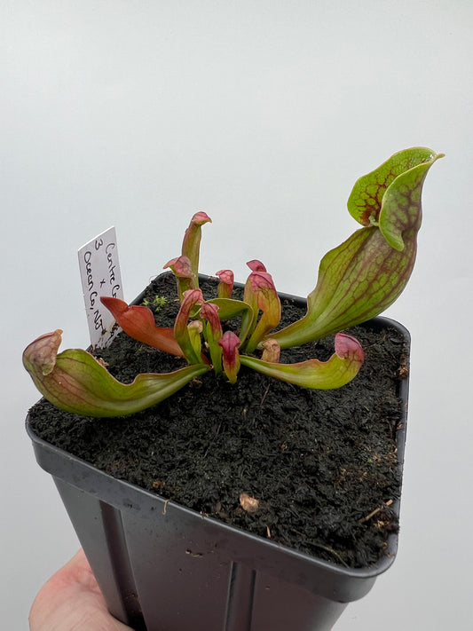 Sarracenia purpurea ssp. purpurea (Centre Co, PA) x (Ocean Co, NJ) - Seed Grown #3