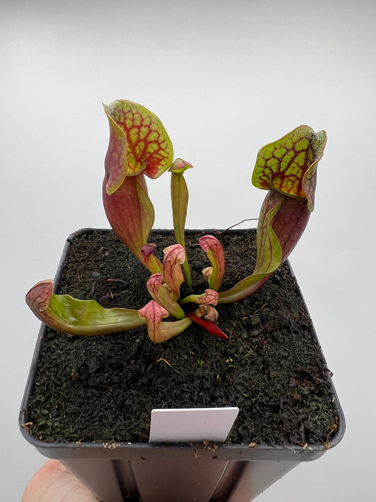 Sarracenia purpurea ssp. purpurea (Centre Co, PA) x (Ocean Co, NJ) - Seed Grown #4