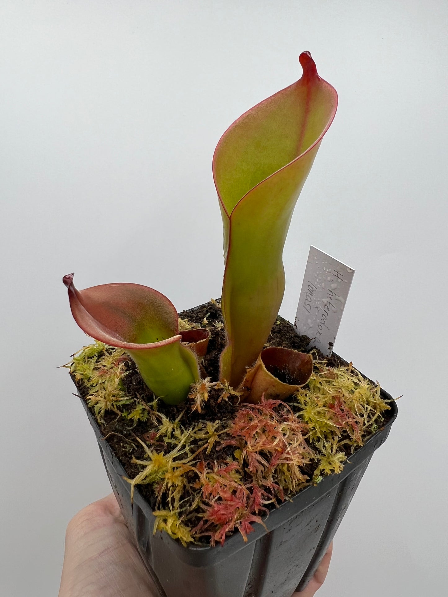 Heliamphora heterodoxa x ionasi