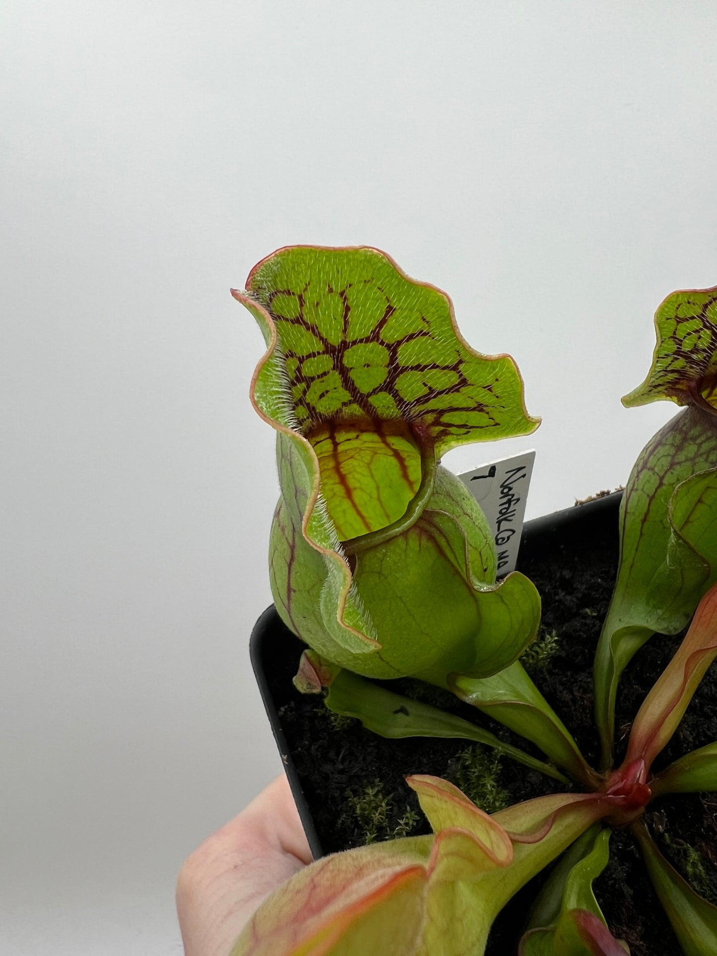 Sarracenia purpurea ssp. purpurea (Norfolk Co, MA) x (Bruce Co, Ontario Canada) - Seed Grown #7