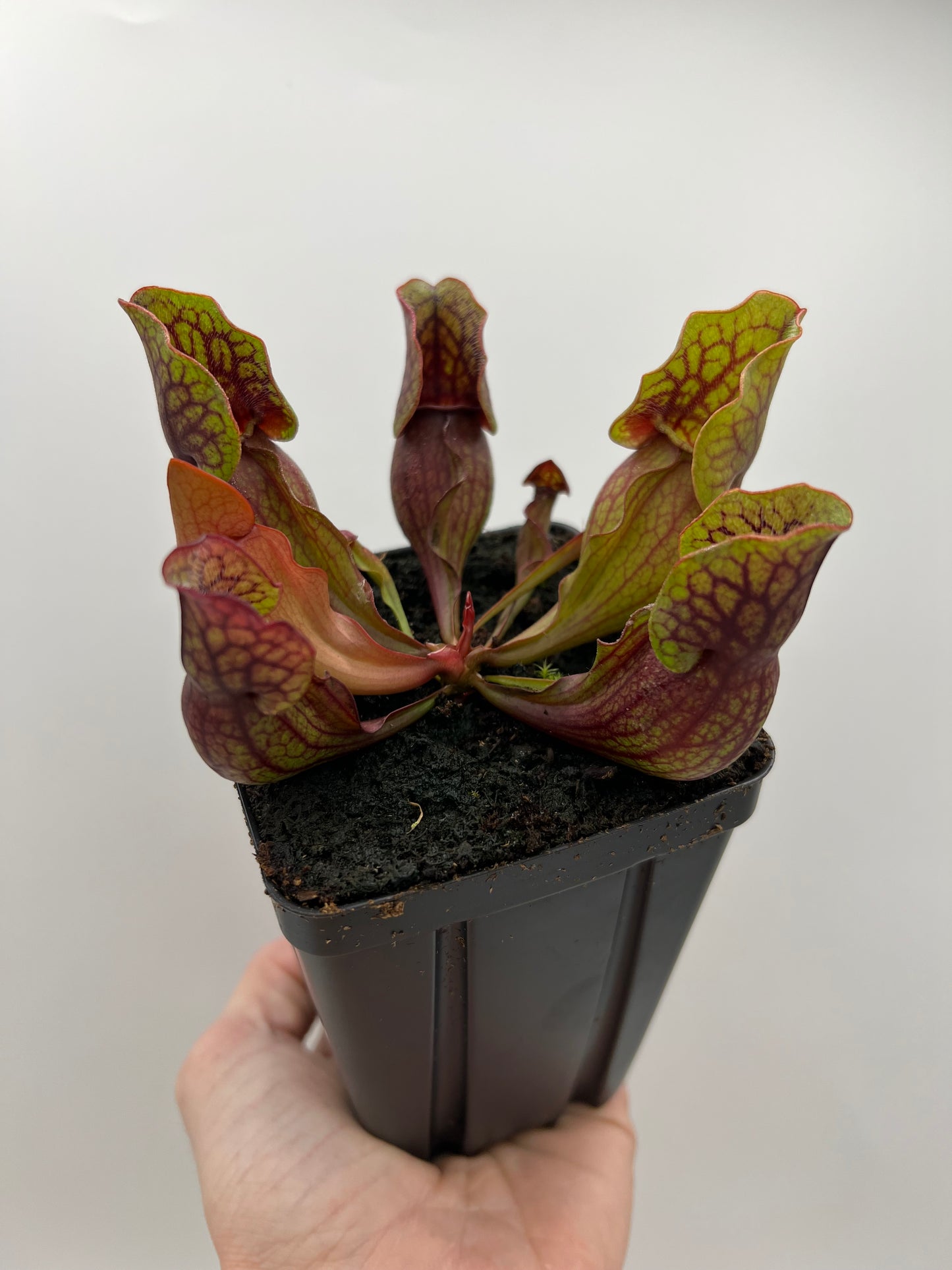 Sarracenia purpurea ssp. purpurea (Norfolk Co, MA) x (Bruce Co, Ontario Canada) - Seed Grown #8