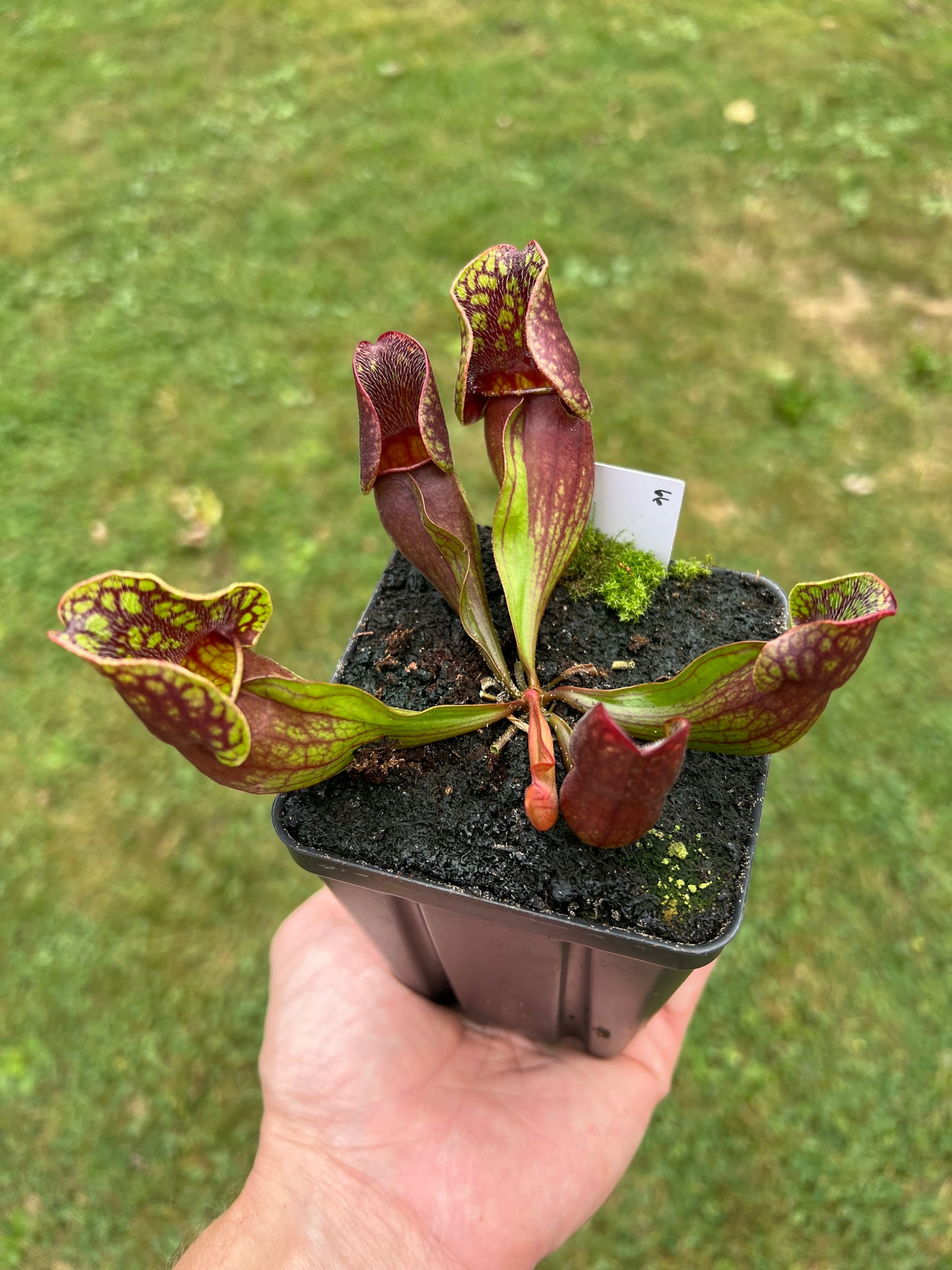 Sarracenia purpurea ssp. purpurea (Centre Co, PA) - Seed Grown #66