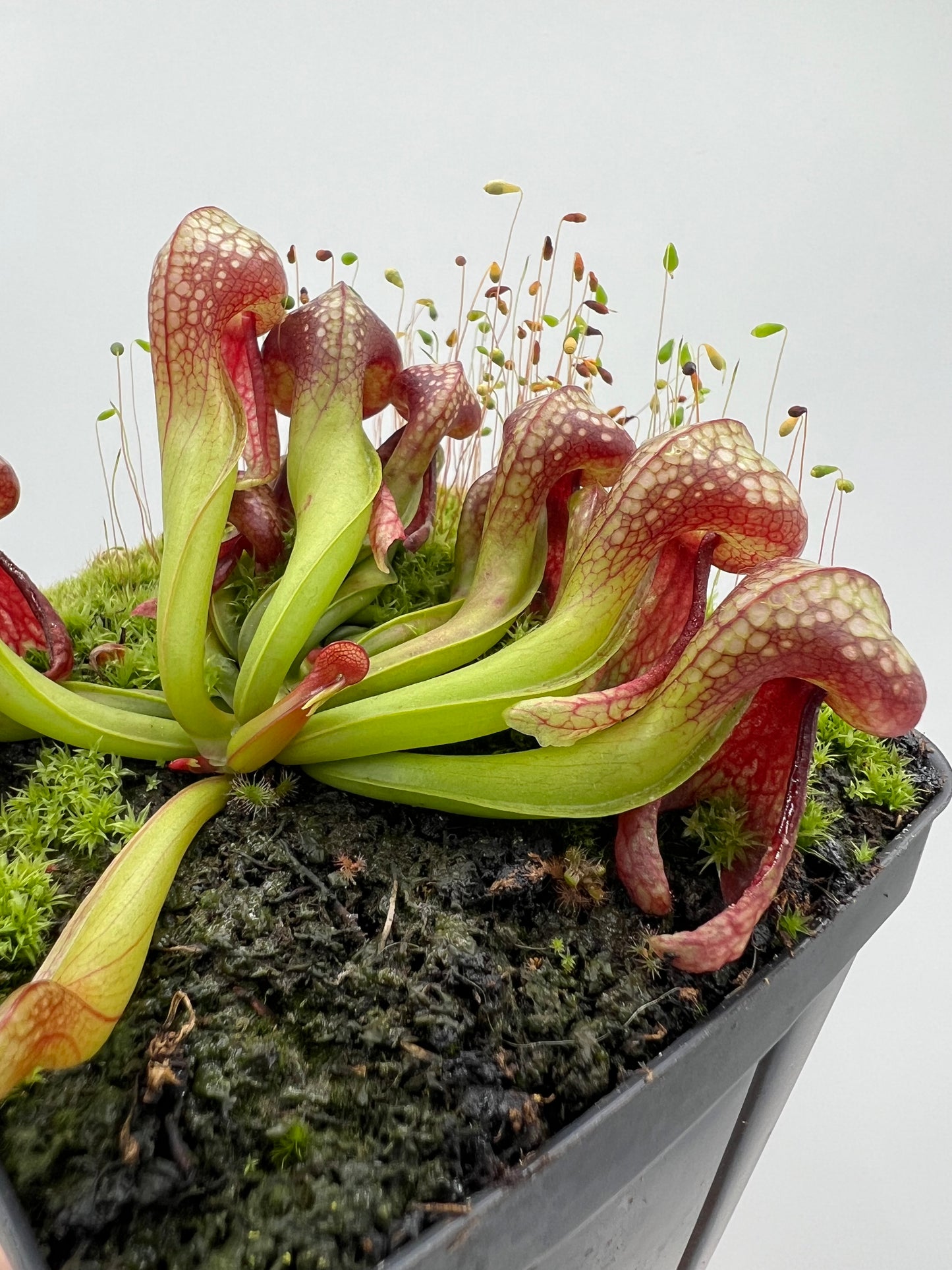 Darlingtonia californica (Cobra Pitcher Plant) - Seed Grown #73