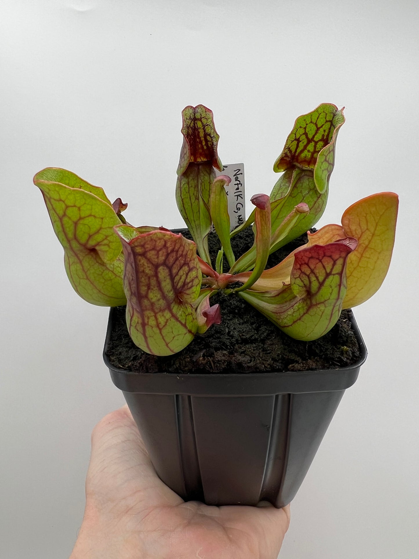 Sarracenia purpurea ssp. purpurea (Norfolk Co, MA) x (Bruce Co, Ontario Canada) - Seed Grown #6