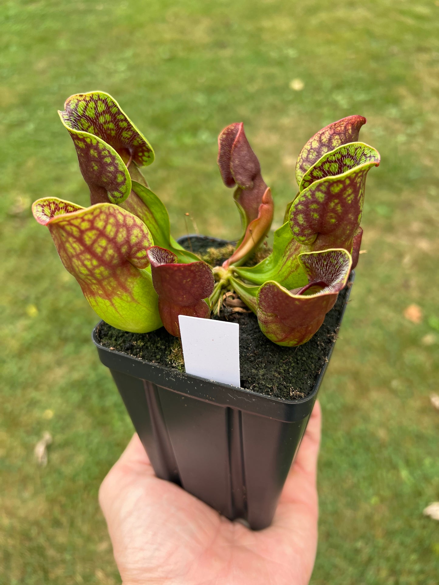 Sarracenia purpurea ssp. purpurea (Centre Co, PA) - Seed Grown #72