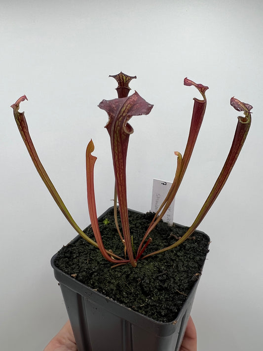 Sarracenia flava var. rubricorpora x “Strawberry Milkshake” - Seed Grown #7