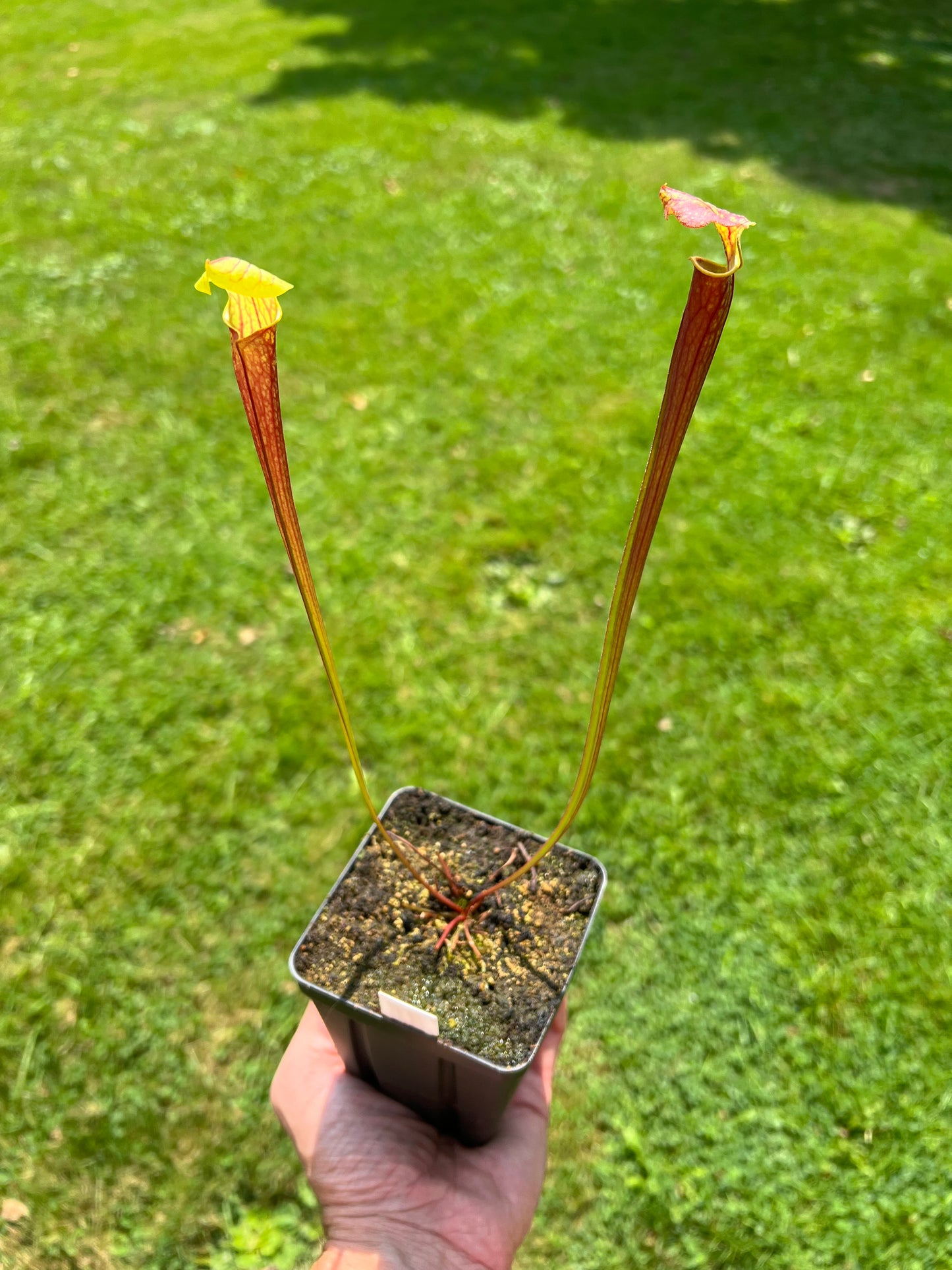 Sarracenia flava var. ornata (red tube) x “Supermax” - Seed Grown #1