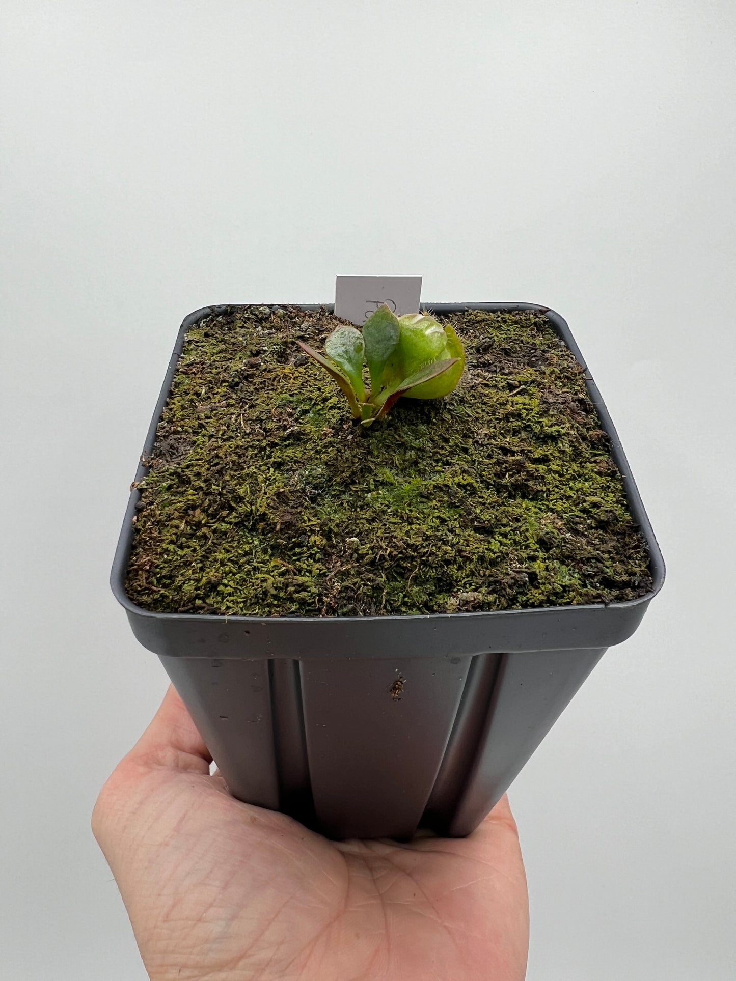 Cephalotus follicularis “Purple/Black” - Eric Smooth