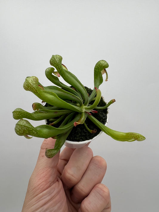 Darlingtonia californica (Cobra Pitcher Plant) - Seed Grown #51