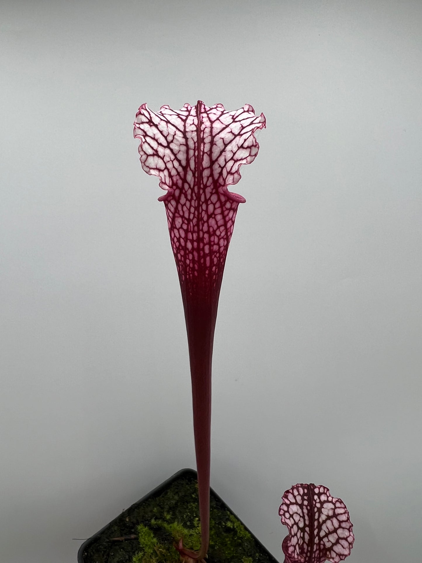 Sarracenia “Hawaiian Ice” x ‘Dragon Queen’ - Seed Grown #5