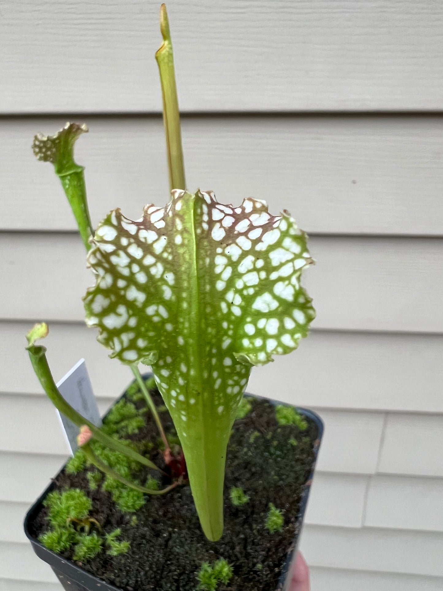 Sarracenia “Hawaiian Ice” x ‘Dragon Queen’ - Seed Grown #1