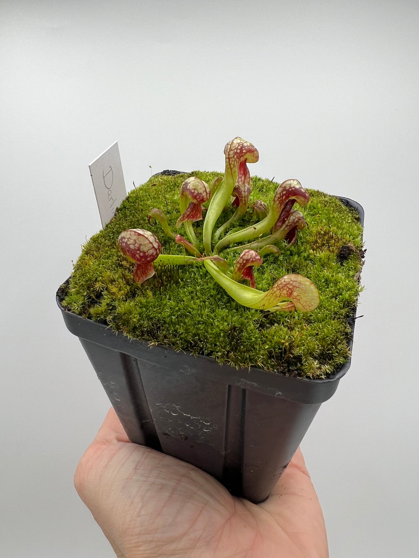 Darlingtonia californica (Cobra Pitcher Plant) - Seed Grown #75