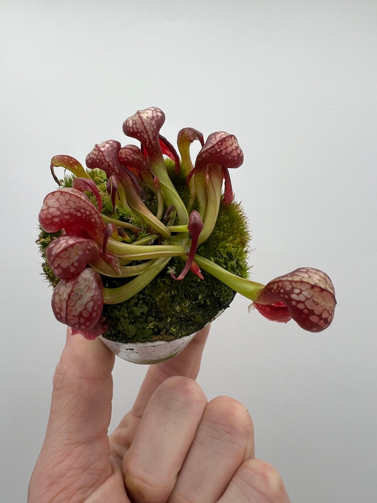 Darlingtonia californica (Cobra Pitcher Plant) - Seed Grown #135