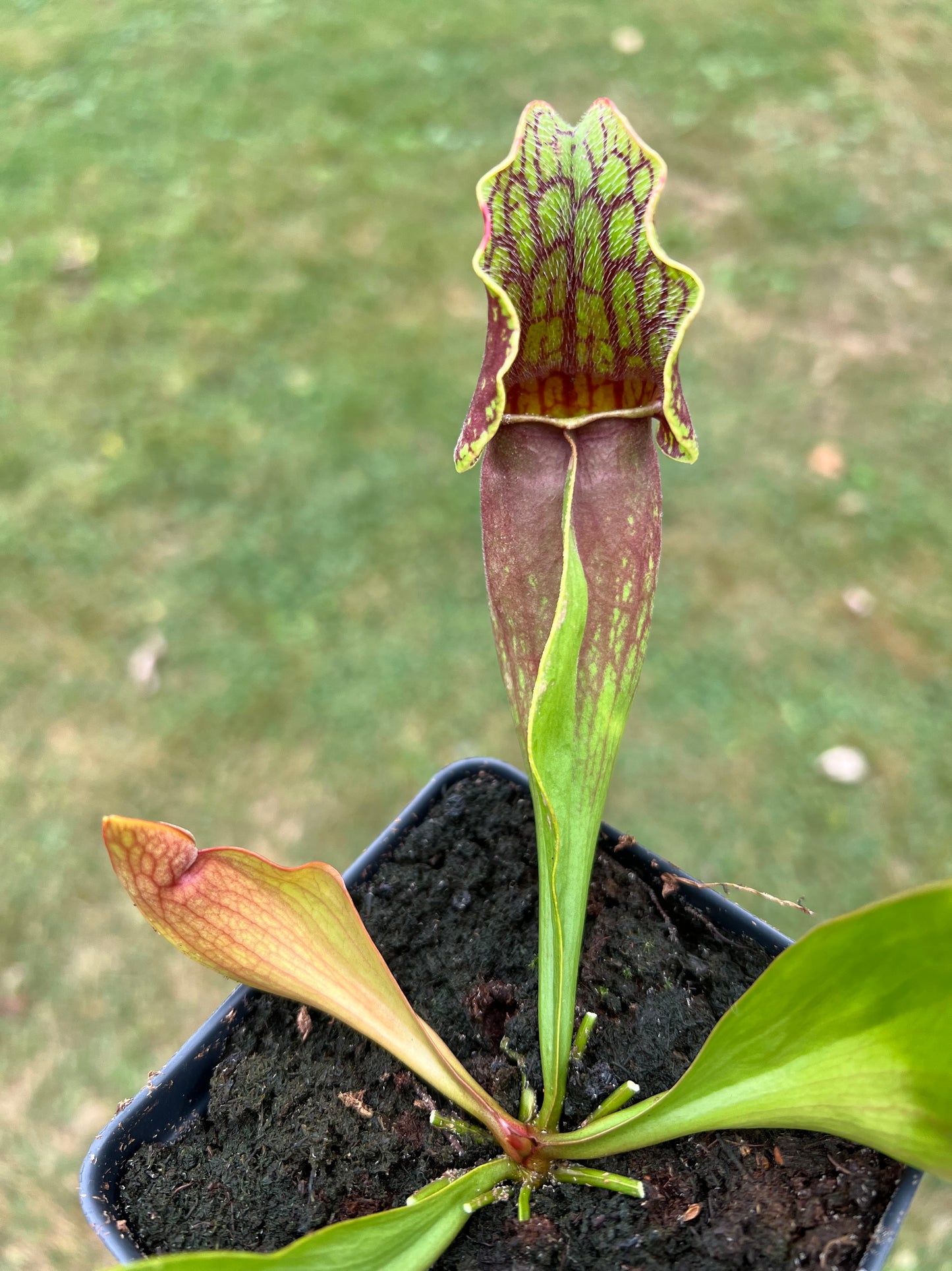 Sarracenia purpurea ssp. purpurea (Centre Co, PA) - Seed Grown #73