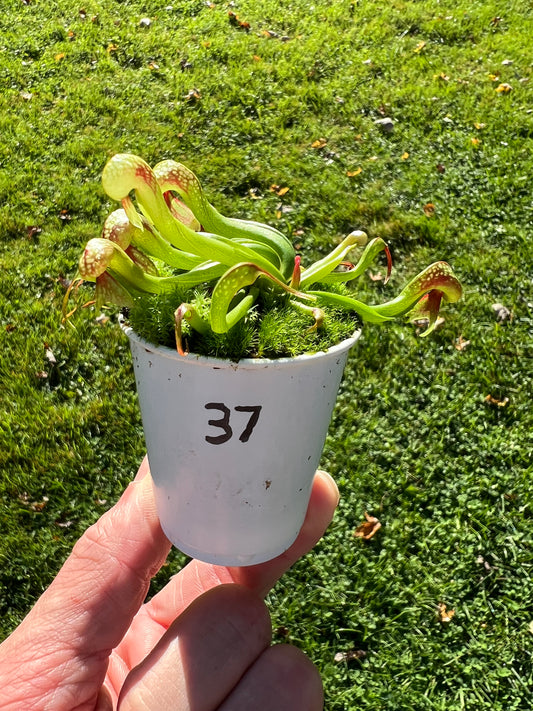 Darlingtonia californica - Seed Grown #37