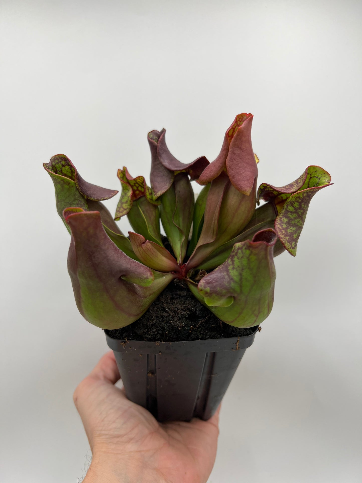 Sarracenia purpurea ssp. purpurea (Ft. Nelson, BC Canada) - Seed Grown #4