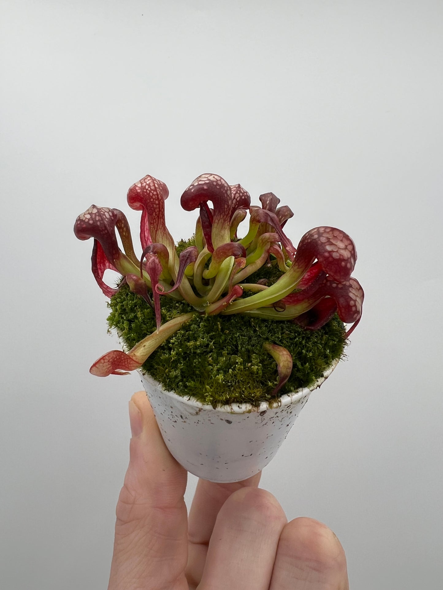 Darlingtonia californica (Cobra Pitcher Plant) - Seed Grown #138