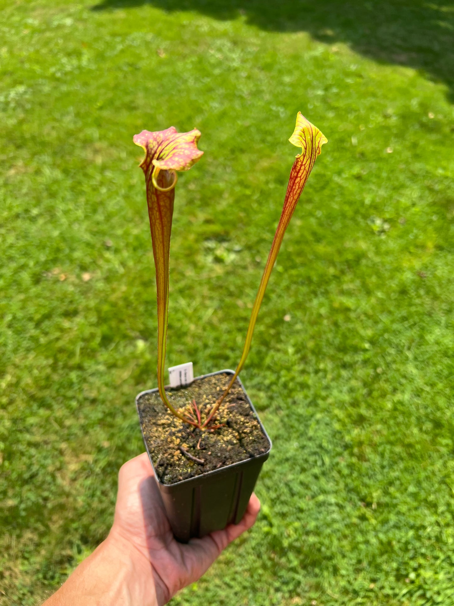 Sarracenia flava var. ornata (red tube) x “Supermax” - Seed Grown #1