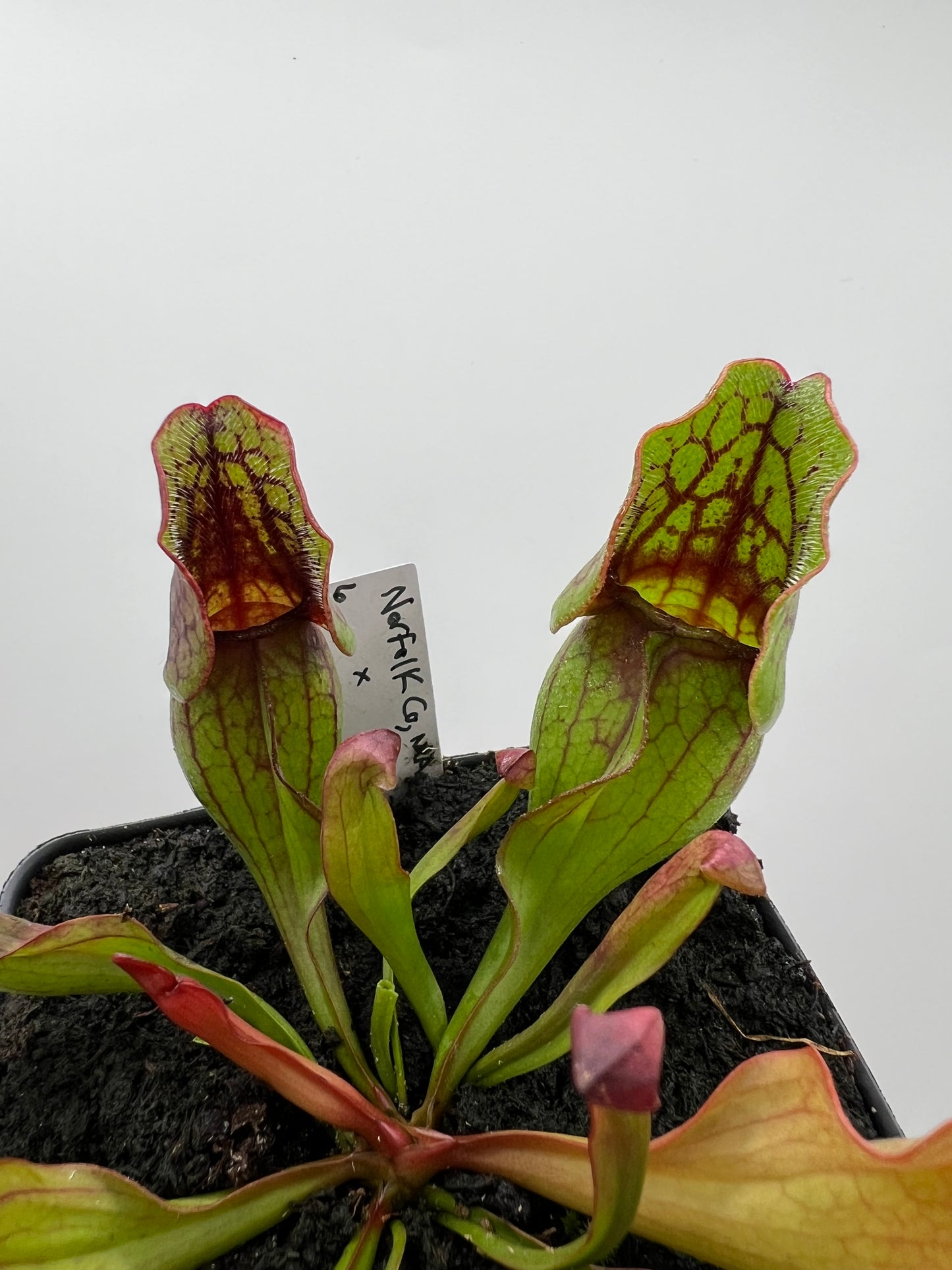 Sarracenia purpurea ssp. purpurea (Norfolk Co, MA) x (Bruce Co, Ontario Canada) - Seed Grown #6