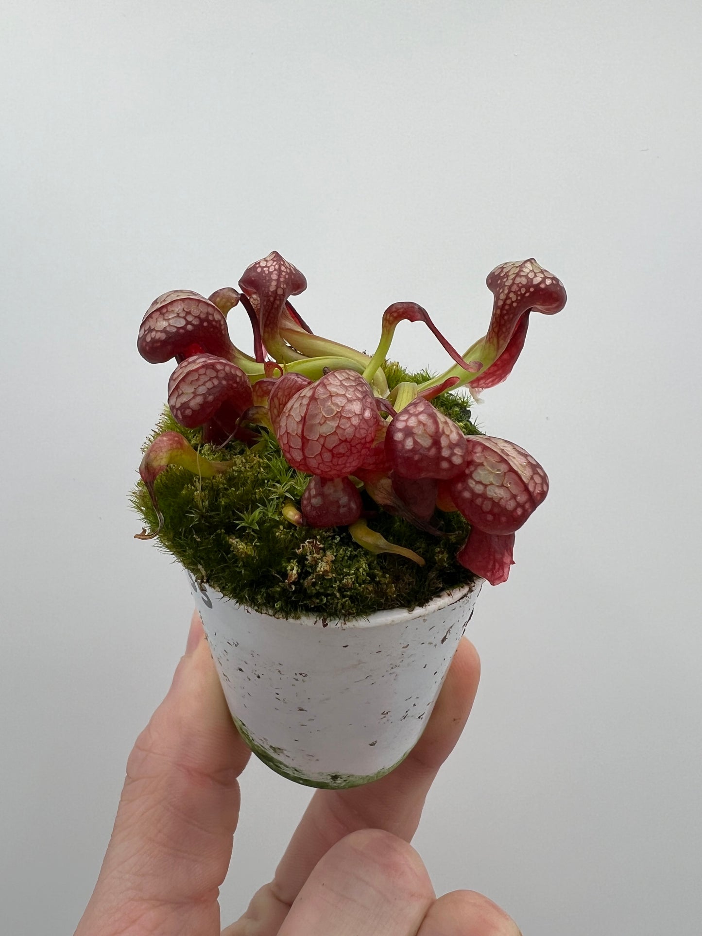 Darlingtonia californica (Cobra Pitcher Plant) - Seed Grown #135