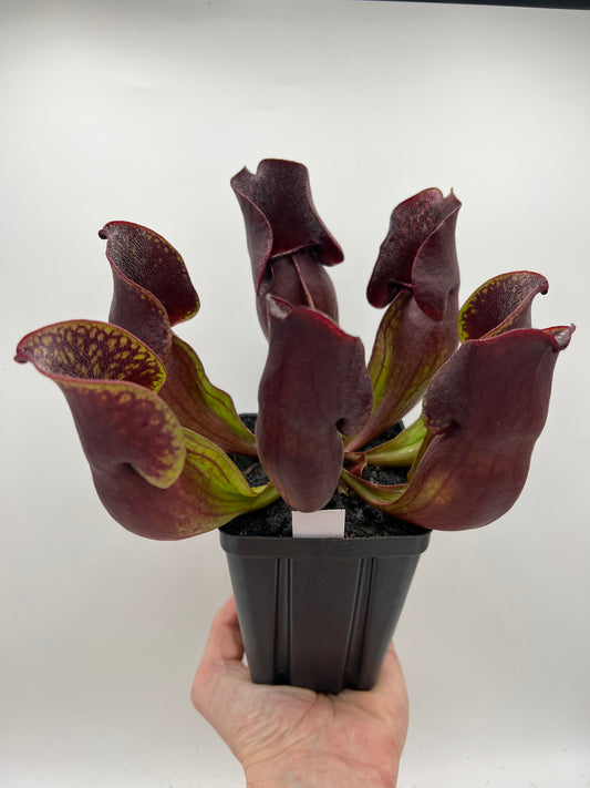 Sarracenia purpurea ssp. purpurea (Centre Co, PA) - Seed Grown #57